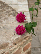 Inhanns Small Statement Studs Earrings - Pink - Distacart