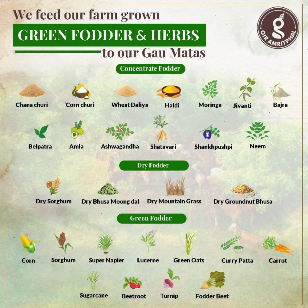 Giramritphal A2 Pure Desi Gir Cow Ghee Vedic Bilona Method