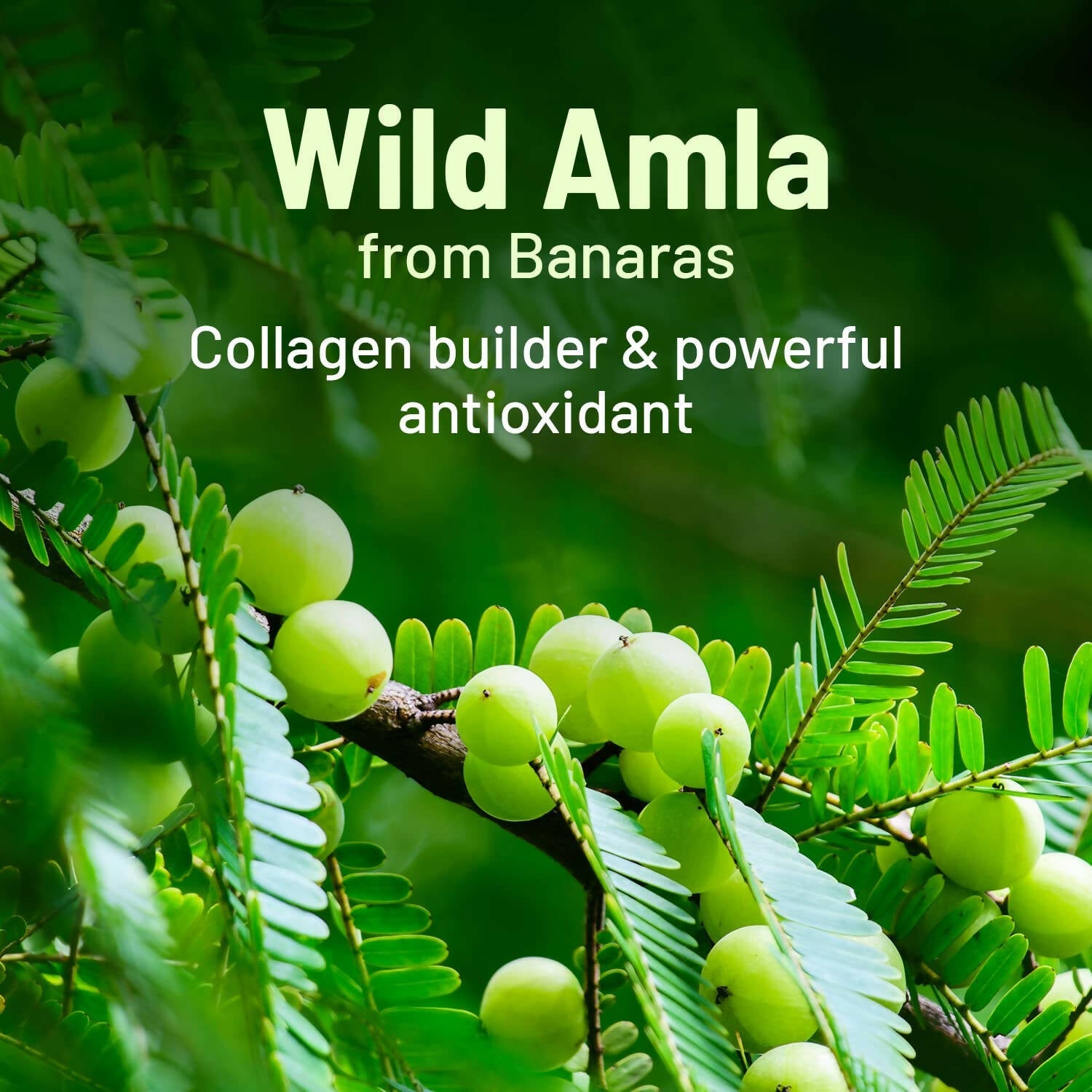 Gynoveda Amla Vitamin C Face Serum