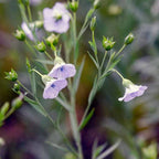 Freshon Flax Seeds Flower