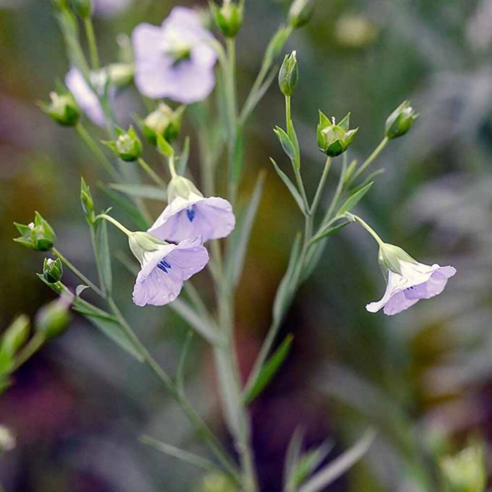 Freshon Flax Seeds Flower