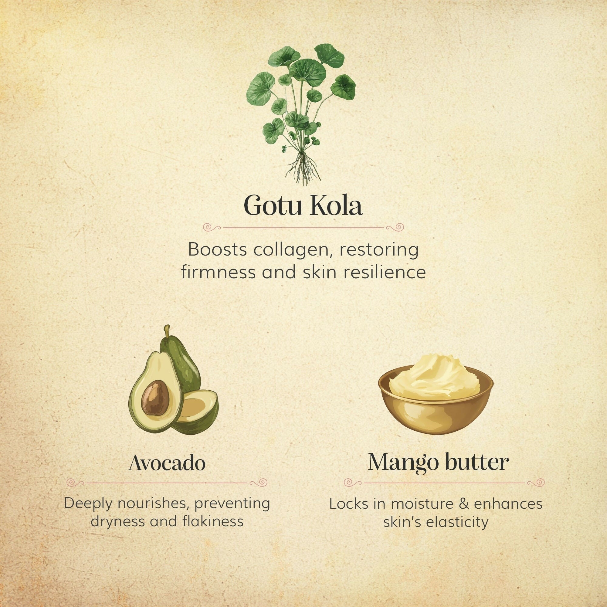 Chengavi Gotu kola & Avocado Day Cream